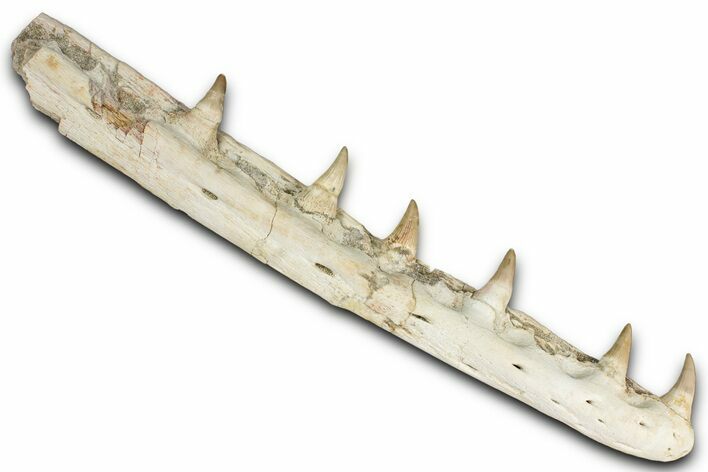 Fossil Mosasaur (Platecarpus) Jaw Section with Teeth - Morocco #353155